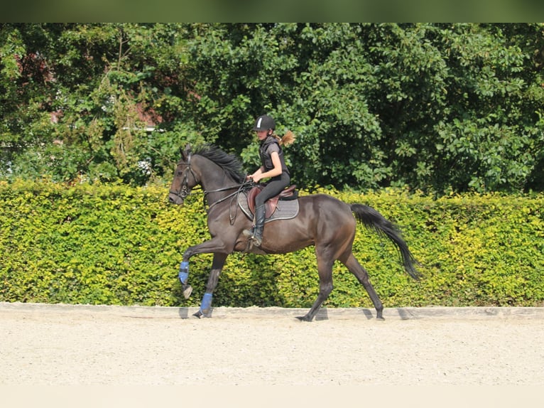 Más caballos centroeuropeos Caballo castrado 9 años 161 cm Castaño oscuro in Wijk en Aalburg