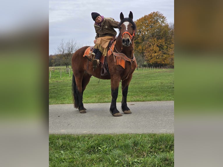 Más caballos centroeuropeos Caballo castrado 9 años 162 cm Castaño in Linkenbach