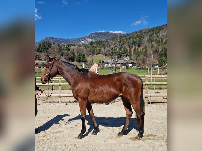 Más caballos centroeuropeos Caballo castrado 9 años 162 cm Castaño in Gummern