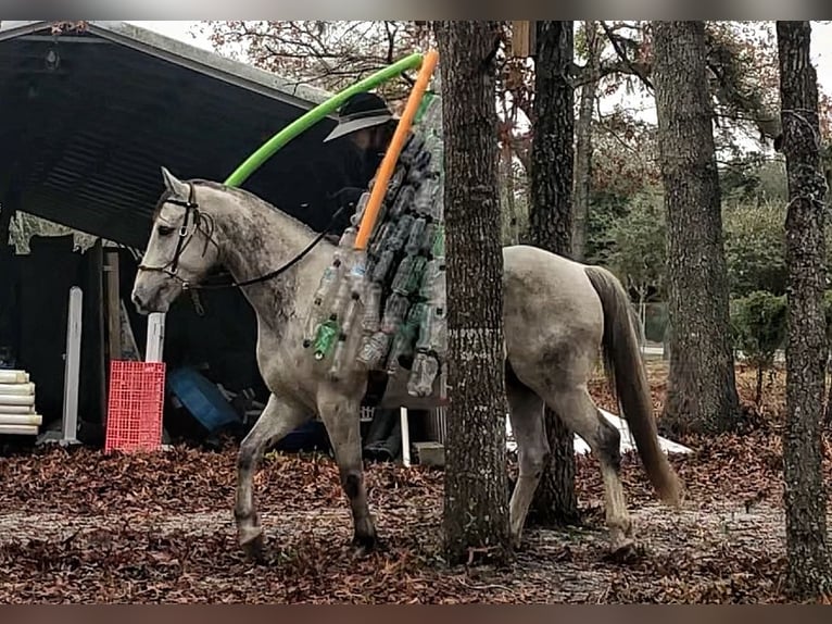 Más caballos centroeuropeos Caballo castrado 9 años 163 cm Tordo rodado in Brooksville Flordia