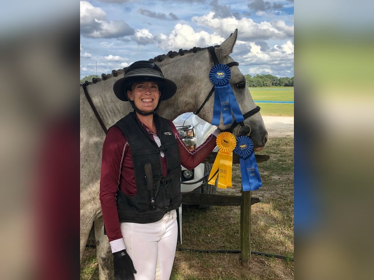 Más caballos centroeuropeos Caballo castrado 9 años 163 cm Tordo rodado in Brooksville Flordia