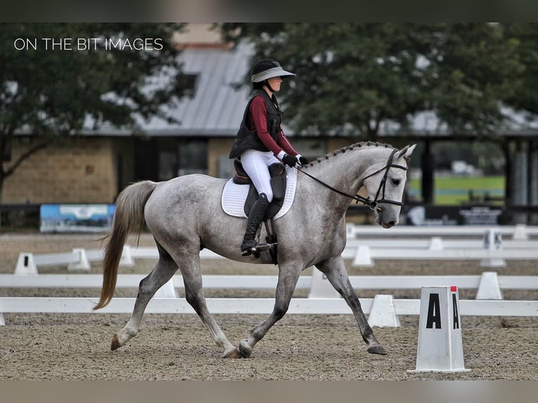 Más caballos centroeuropeos Caballo castrado 9 años 163 cm Tordo rodado in Brooksville Flordia