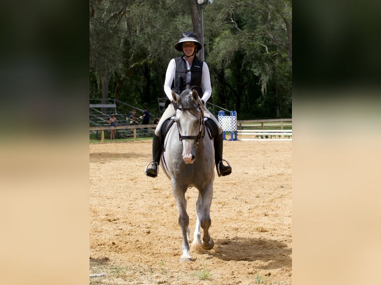 Más caballos centroeuropeos Caballo castrado 9 años 163 cm Tordo rodado in Brooksville Flordia