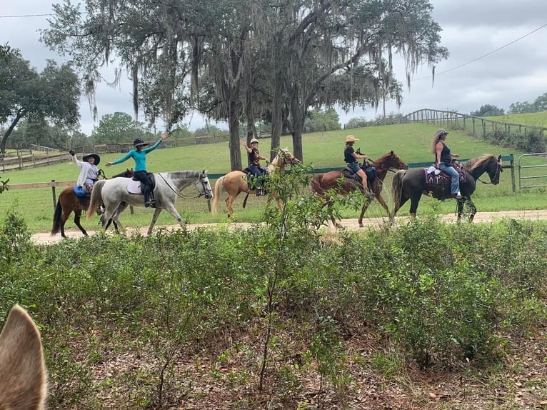 Más caballos centroeuropeos Caballo castrado 9 años 163 cm Tordo rodado in Brooksville Flordia