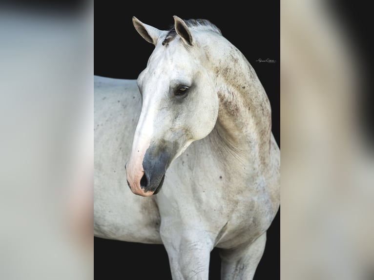 Más caballos centroeuropeos Caballo castrado 9 años 163 cm Tordo rodado in Brooksville Flordia