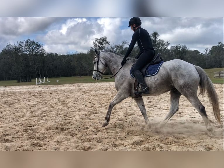 Más caballos centroeuropeos Caballo castrado 9 años 163 cm Tordo rodado in Brooksville Flordia