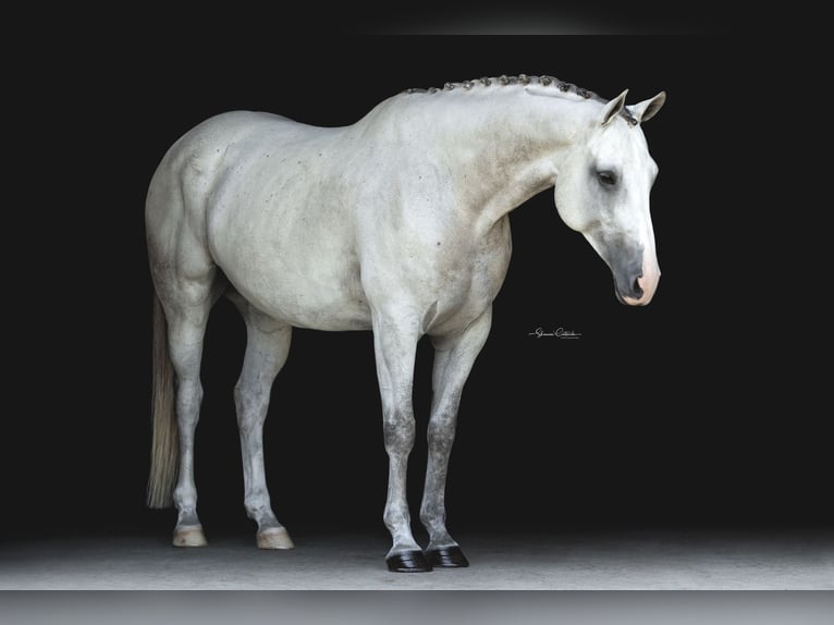 Más caballos centroeuropeos Caballo castrado 9 años 163 cm Tordo rodado in Brooksville Flordia