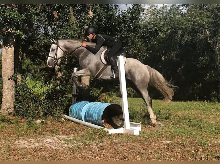 Más caballos centroeuropeos Caballo castrado 9 años 163 cm Tordo rodado in Brooksville Flordia