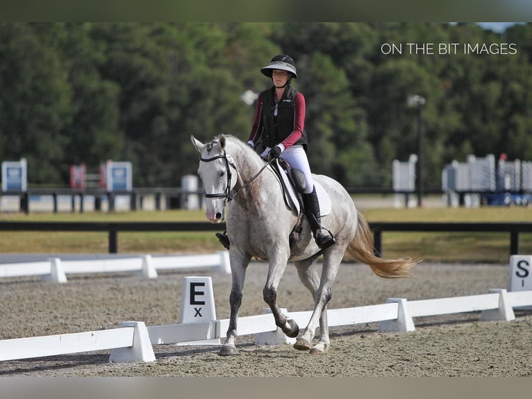 Más caballos centroeuropeos Caballo castrado 9 años 163 cm Tordo rodado in Brooksville Flordia