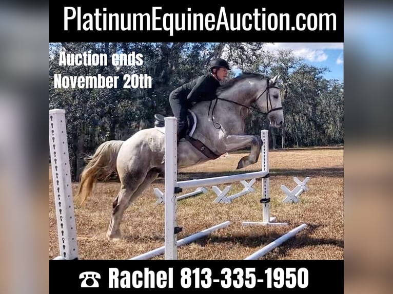 Más caballos centroeuropeos Caballo castrado 9 años 163 cm Tordo rodado in Brooksville Flordia