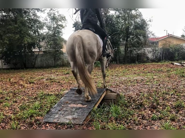 Más caballos centroeuropeos Caballo castrado 9 años 163 cm Tordo rodado in Brooksville Flordia