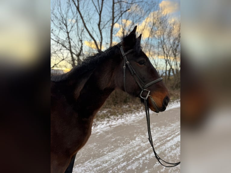 Más caballos centroeuropeos Caballo castrado 9 años 164 cm Castaño oscuro in Götzendorf