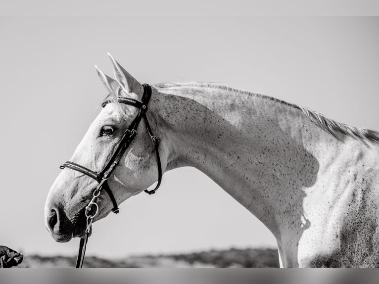 Más caballos centroeuropeos Caballo castrado 9 años 164 cm Tordo in Athens