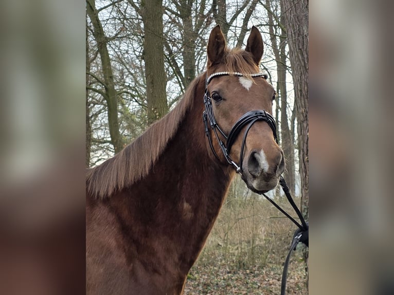 Más caballos centroeuropeos Caballo castrado 9 años 165 cm Alazán-tostado in Wachtendonk