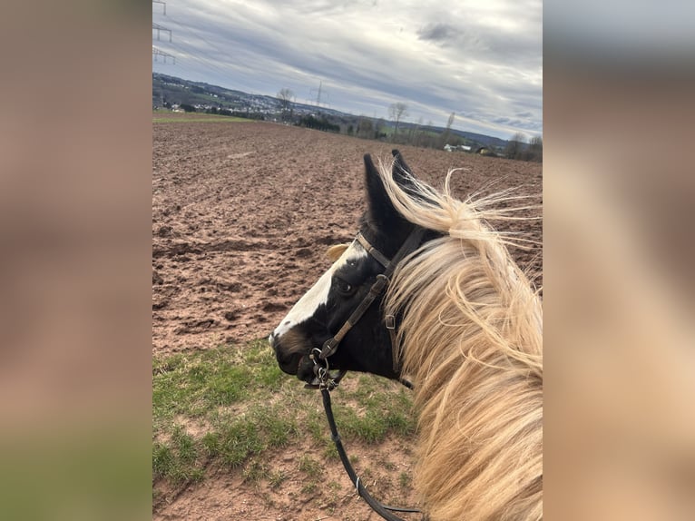 Más caballos centroeuropeos Caballo castrado 9 años 165 cm Pío in Merchweiler