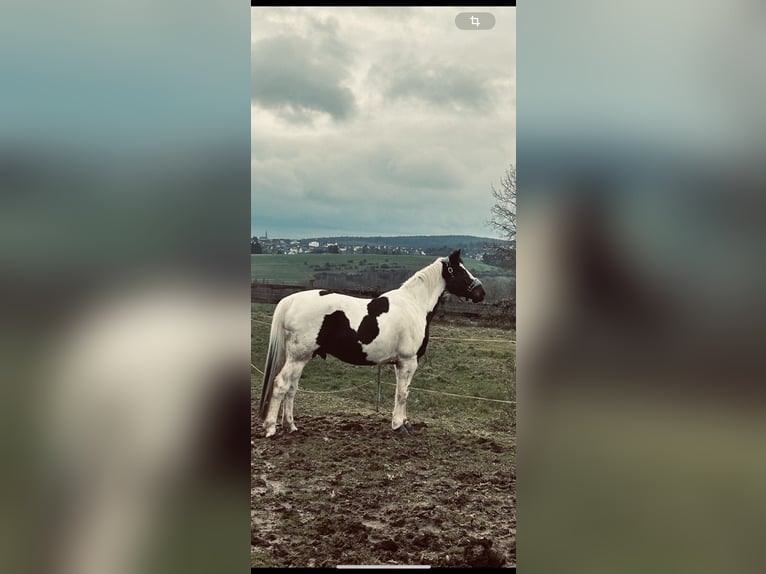 Más caballos centroeuropeos Caballo castrado 9 años 165 cm Pío in Merchweiler
