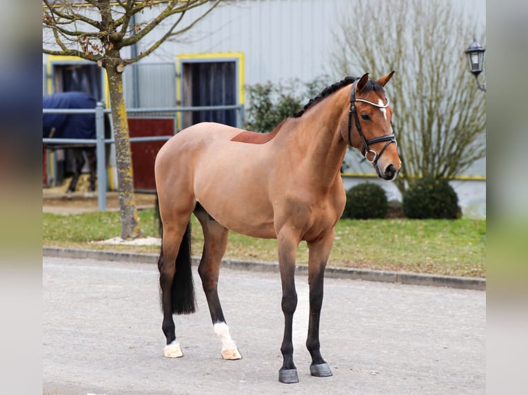 Más caballos centroeuropeos Caballo castrado 9 años 166 cm Castaño in Schwäbisch Hall