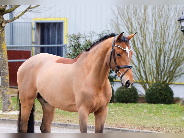 Más caballos centroeuropeos Caballo castrado 9 años 166 cm Castaño in Schwäbisch Hall