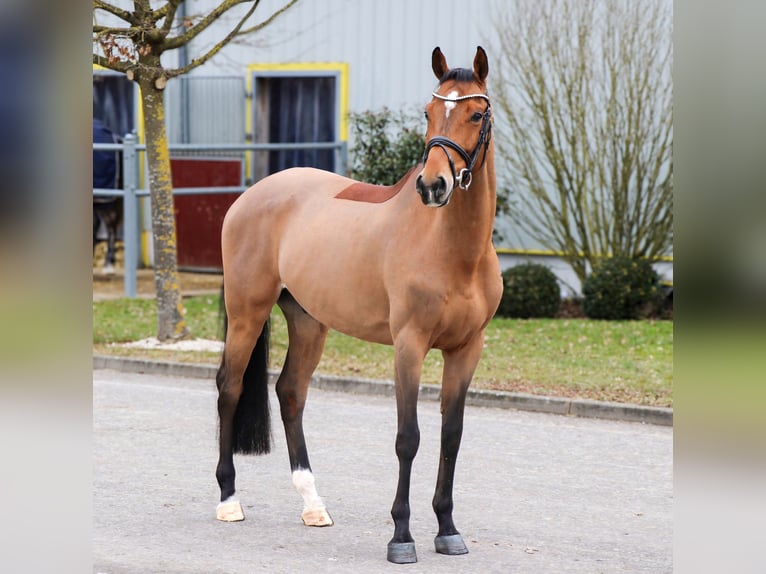 Más caballos centroeuropeos Caballo castrado 9 años 166 cm Castaño in Schwäbisch Hall