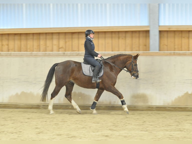 Más caballos centroeuropeos Caballo castrado 9 años 167 cm Alazán-tostado in Wellheim