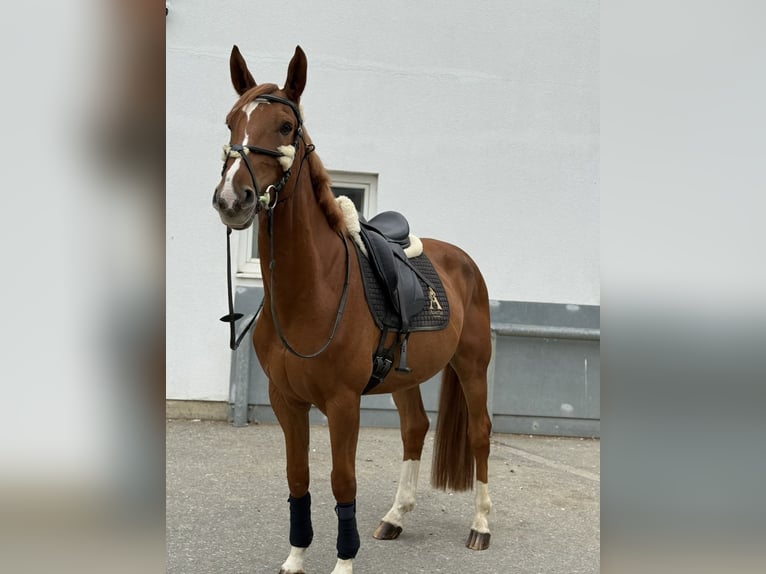 Más caballos centroeuropeos Caballo castrado 9 años 168 cm Alazán in Bad blumau
