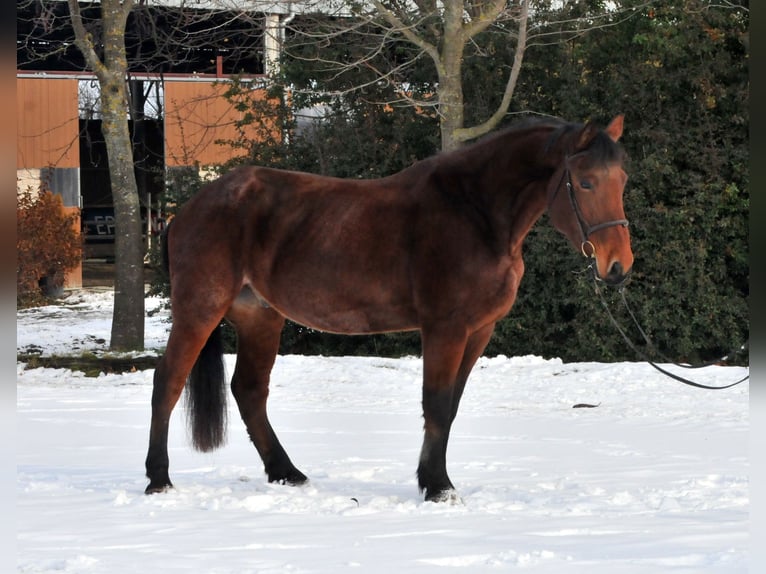 Más caballos centroeuropeos Caballo castrado 9 años 170 cm Castaño in Schattendorf