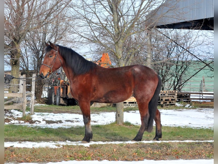 Más caballos centroeuropeos Caballo castrado 9 años 170 cm Castaño in Schattendorf