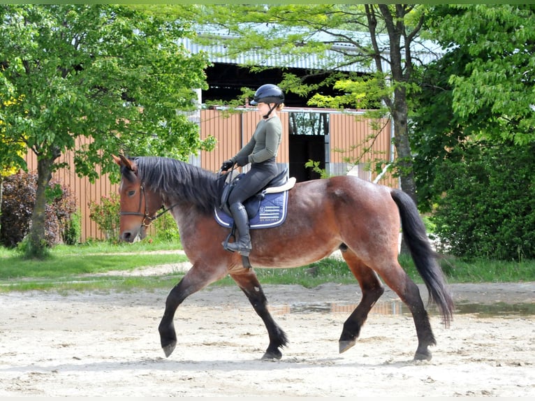 Más caballos centroeuropeos Caballo castrado 9 años 170 cm Musgo marrón in Schattendorf