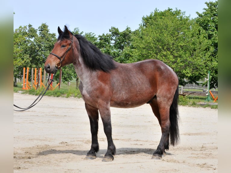 Más caballos centroeuropeos Caballo castrado 9 años 170 cm Musgo marrón in Schattendorf