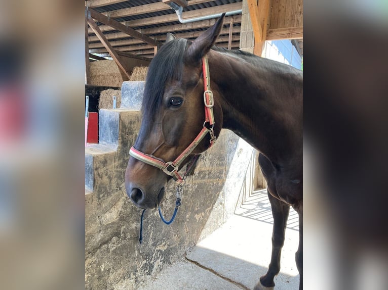Más caballos centroeuropeos Caballo castrado 9 años 172 cm Castaño oscuro in Schonungen