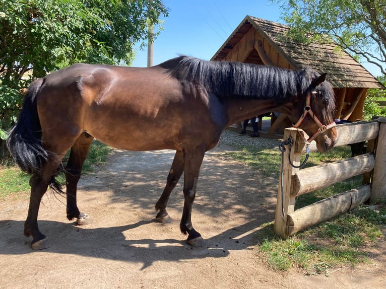 Más caballos centroeuropeos Caballo castrado 9 años 172 cm Castaño oscuro in Schonungen