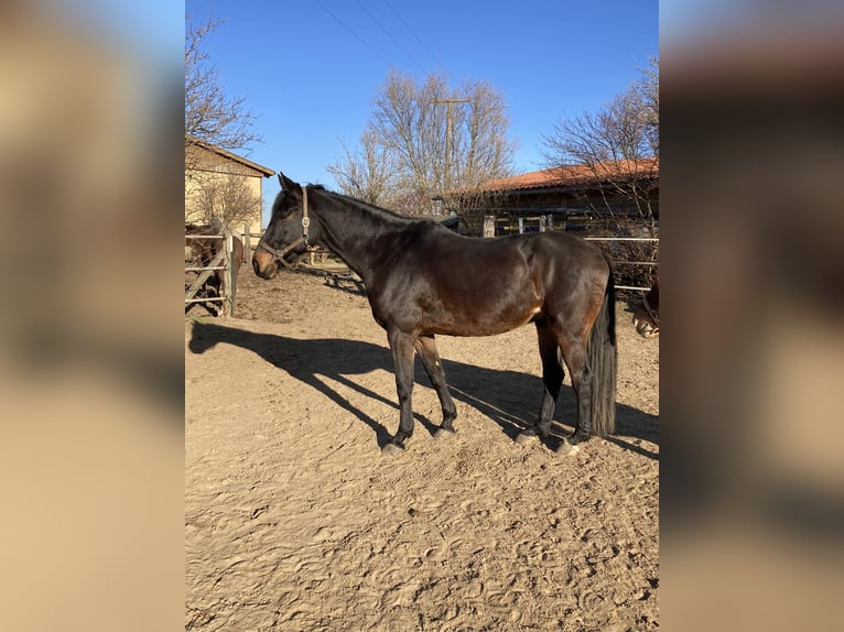 Más caballos centroeuropeos Caballo castrado 9 años 172 cm Castaño oscuro in Schonungen