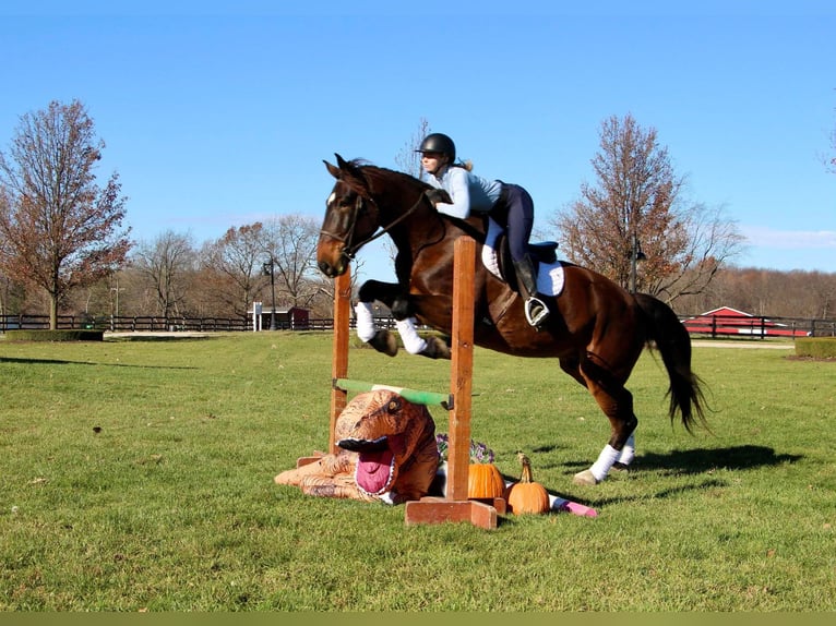 Más caballos centroeuropeos Caballo castrado 9 años 173 cm Castaño rojizo in Highland MI