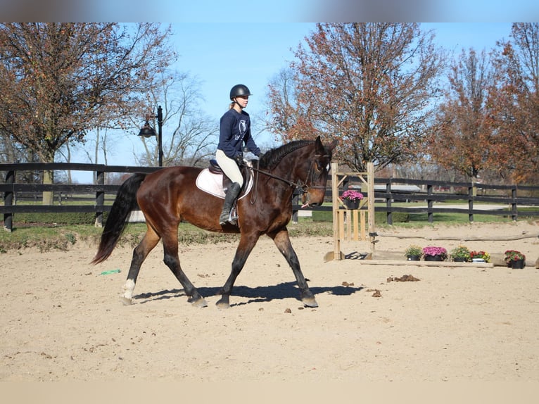 Más caballos centroeuropeos Caballo castrado 9 años 173 cm Castaño rojizo in Highland MI