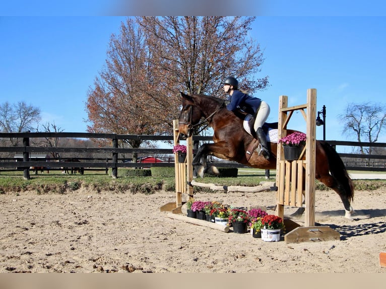 Más caballos centroeuropeos Caballo castrado 9 años 173 cm Castaño rojizo in Highland MI