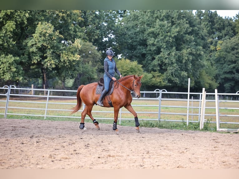 Más caballos centroeuropeos Caballo castrado 9 años 175 cm Alazán in Buchholz (Aller)
