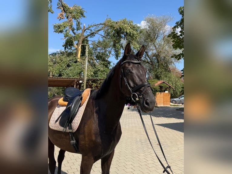 Más caballos centroeuropeos Caballo castrado 9 años 175 cm Negro in Manching