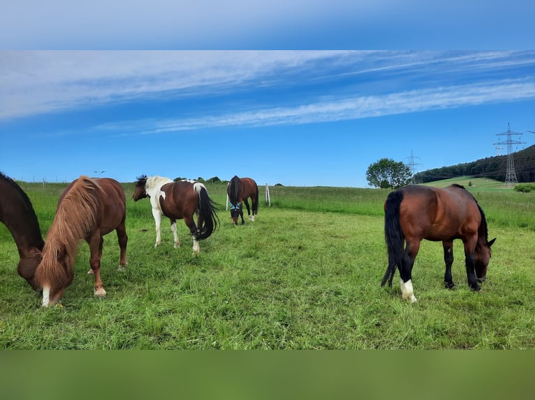 Más caballos centroeuropeos Caballo castrado 9 años Castaño in Mainleus