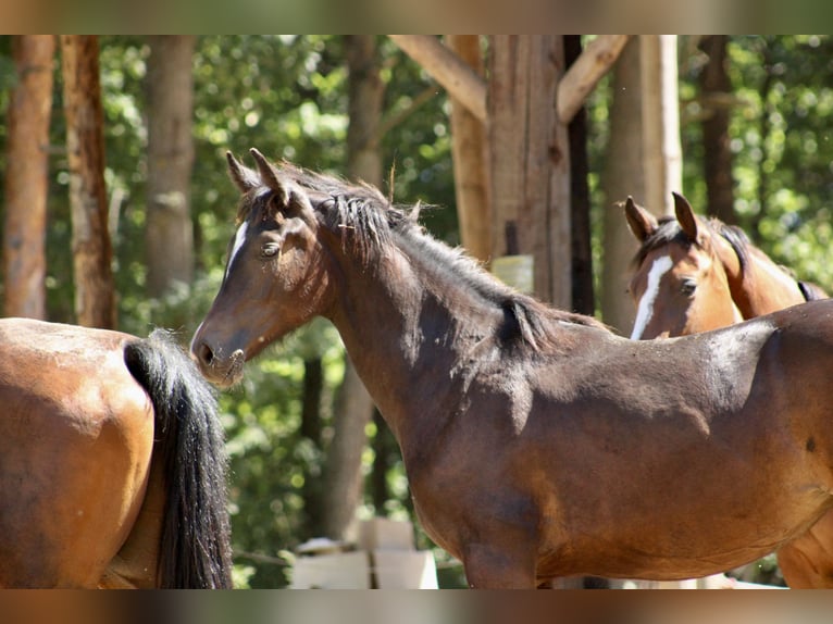 Más caballos centroeuropeos Mestizo Desconocido 1 año  in Drosendorf