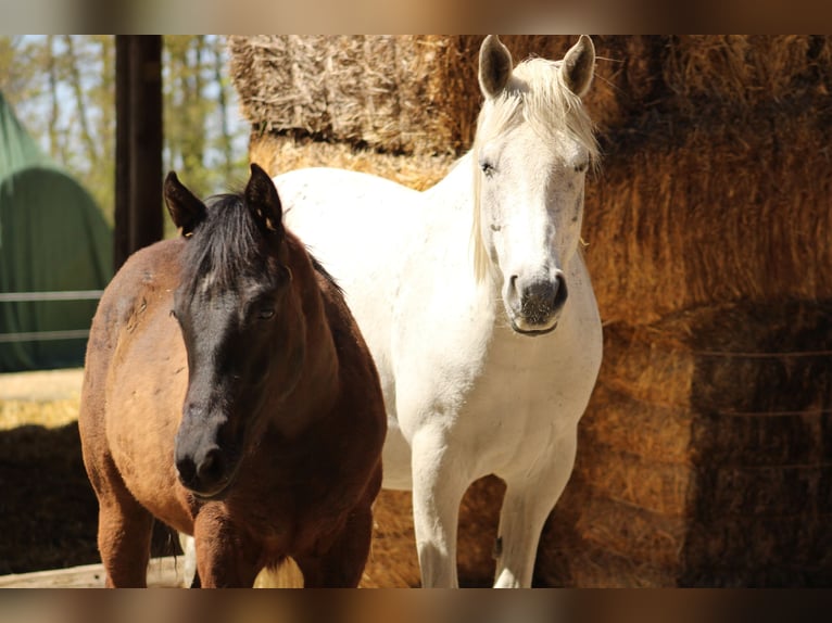 Más caballos centroeuropeos Mestizo Desconocido 1 año  in Drosendorf
