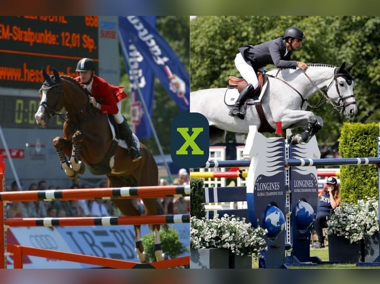 Más caballos centroeuropeos Desconocido Embrión  in Heerde