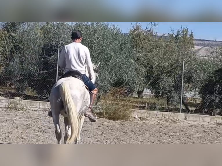 Más caballos centroeuropeos Semental 10 años 162 cm Tordo picazo in Granada