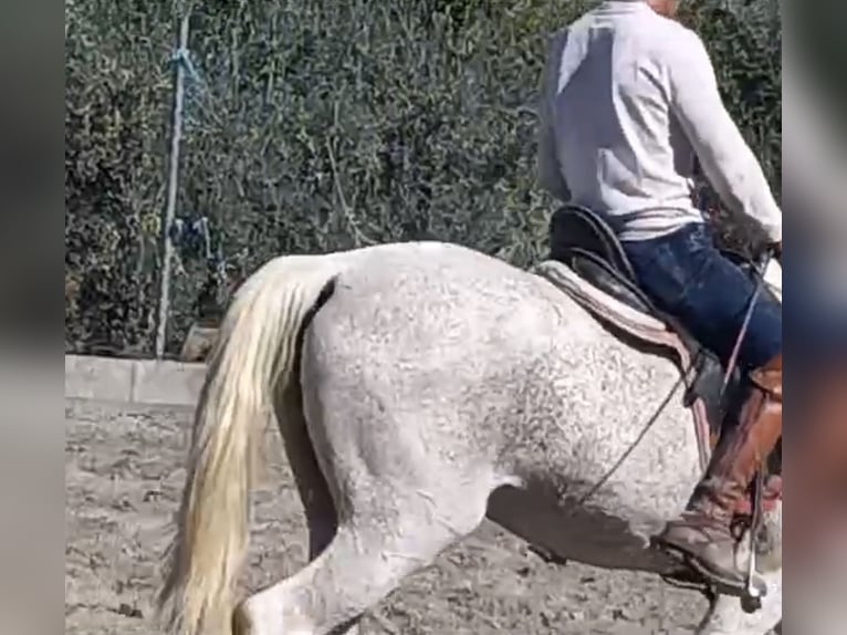 Más caballos centroeuropeos Semental 10 años 162 cm Tordo picazo in Granada