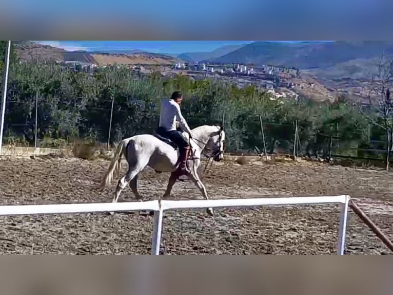 Más caballos centroeuropeos Semental 10 años 162 cm Tordo picazo in Granada