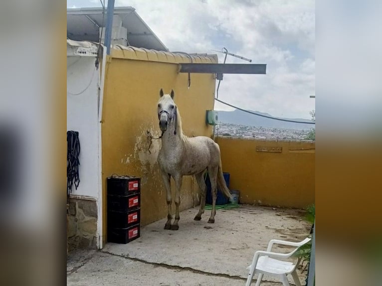 Más caballos centroeuropeos Semental 10 años 162 cm Tordo picazo in Granada