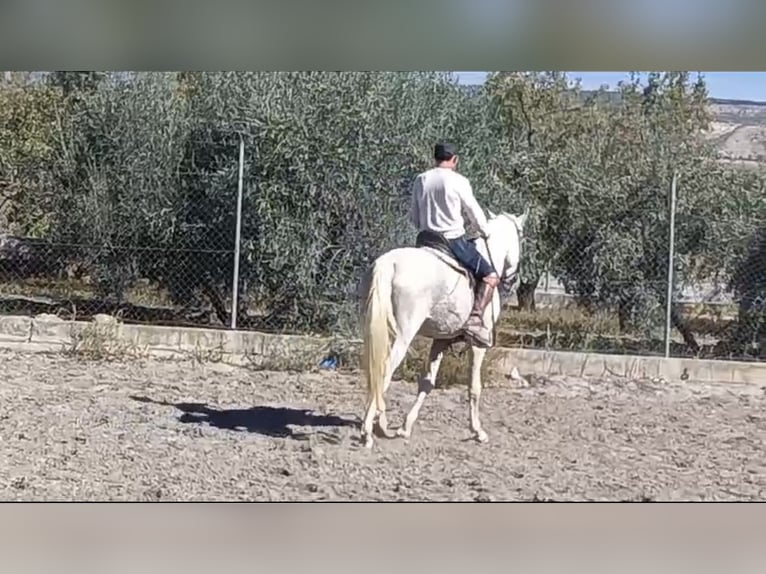 Más caballos centroeuropeos Semental 10 años 162 cm Tordo picazo in Granada