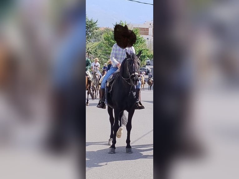 Más caballos centroeuropeos Mestizo Semental 11 años 160 cm Negro in AbrucenaAbrucena