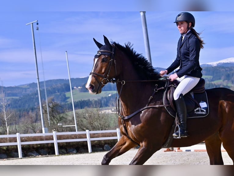 Más caballos centroeuropeos Semental 11 años 168 cm Castaño in Pelmberg