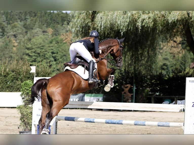 Más caballos centroeuropeos Semental 11 años 168 cm Castaño in Pelmberg