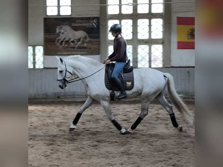 Más caballos centroeuropeos Semental 14 años 167 cm Tordo in Traventhal